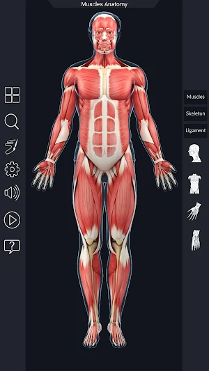 Muscle Anatomy Pro. Screenshot 1