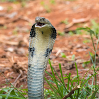 King Cobra Snake Soundboard