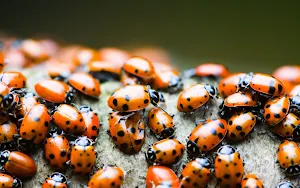 Ladybug Wallpapers Screenshot 1