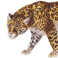 The Classic Safari Company