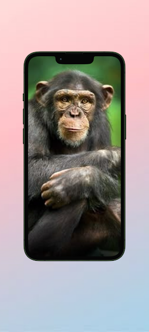 Simpanse WalL Screenshot 2