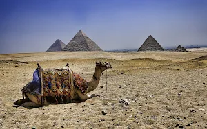 Camel Wallpapers Screenshot 3