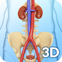 My Urinary System