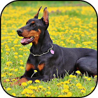 Doberman wallpapers