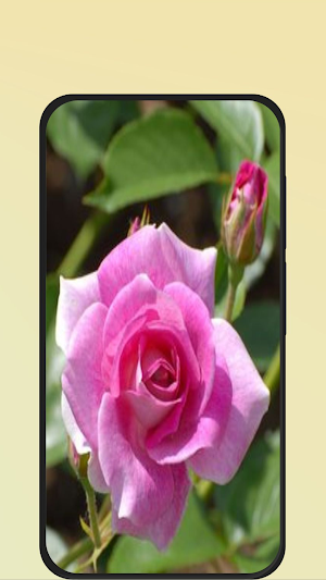 rose wallpaper Screenshot 1