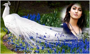 Beautiful Peacock Photoframes Screenshot 1
