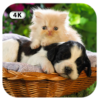 Dogs and cats wallpapers 2021
