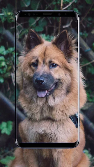 German Shepherd Wallpapers Screenshot 0