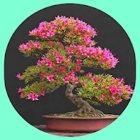 bonsai plants