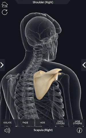 My Skeleton Anatomy Screenshot 3