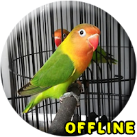 Lovebird Kusumo Ngekek Panjang