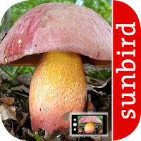 PilzSnap - Pilze sammeln!