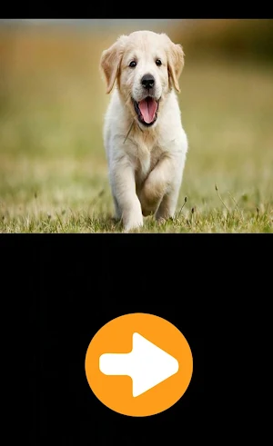 Animal Sounds Screenshot 3