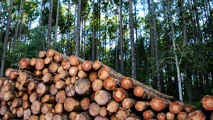 Logging Sounds Screenshot 3