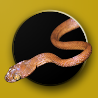 Australian Snake ID
