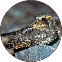 Whippoorwill bird sounds