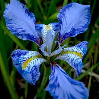 iris wallpaper