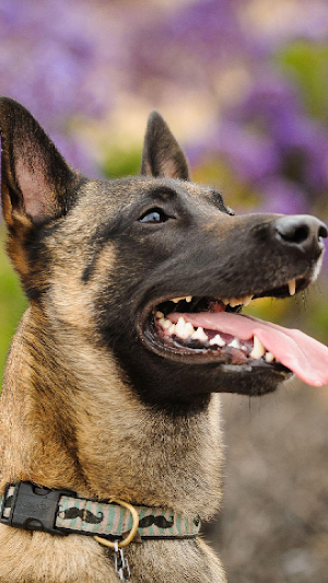 Belgian Malinois Wallpapers Screenshot 2