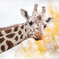 Giraffe Wallpaper HD - collection 1