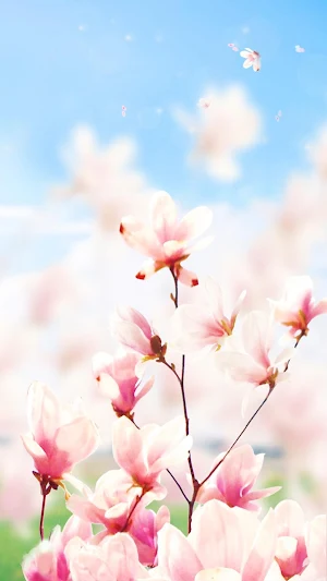 Magnolia Flower Live Wallpaper Screenshot 0