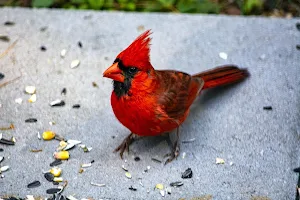 Northern Cardinal Wallpapers Screenshot 0