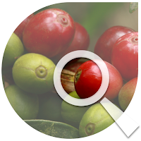 Cenicafé: Manejo Agronómico