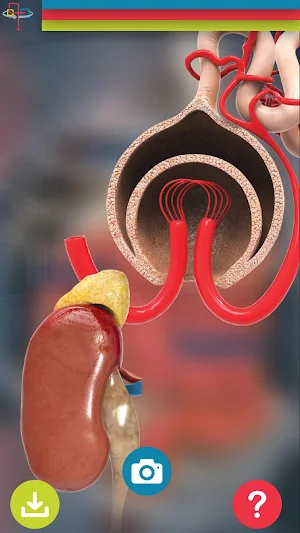 XR Diabetes Screenshot 2