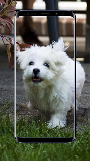 Maltese Dog Wallpapers Screenshot 1