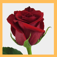 Flowers Gallery GIF