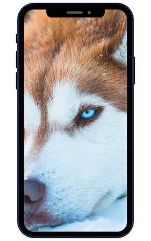 Husky Dog Wallpapers Screenshot 1