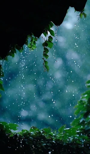 Rain Video Wallpapers Screenshot 3