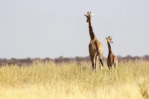 Giraffe Wallpaper HD - collection 1 Screenshot 3