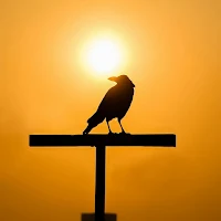 Crows Wallpapers