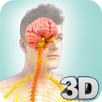 Nervous System Anatomy Pro.