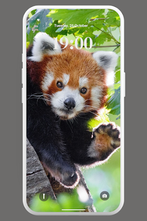 Kawaii Red Panda Wallpaper 4K Screenshot 3