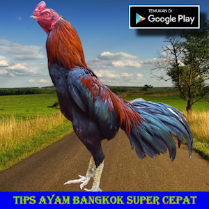 Tips Ayam Bangkok Super Cepat Screenshot 1