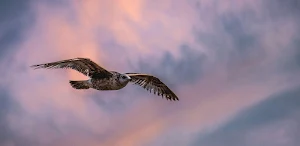 Eagles Wallpapers Screenshot 2