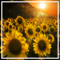 Sunflower Wallpaper