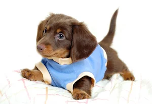 Dachshund Dog Wallpapers Screenshot 0