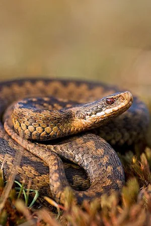 Bamboo Viper Wallpapers Screenshot 0
