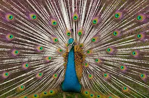 Peacock Wallpaper HD - group 1 Screenshot 0