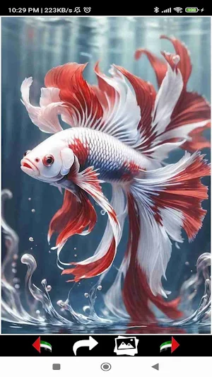 Sea Life Wallpapers Screenshot 1