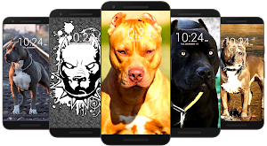 Pitbull Wallpaper HD Screenshot 2