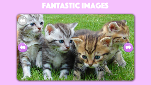 Dogs & Cats Puzzles for kids & toddlers 2 🐱🐩 Screenshot 0