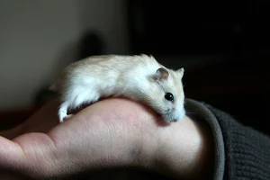 Hamster wallpapers Screenshot 1