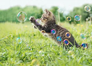 Wallpaper Cat Collection Screenshot 2