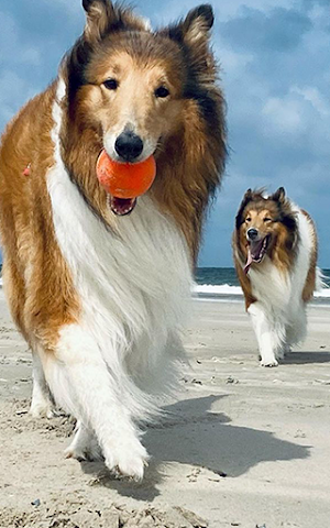 Collie Wallpapers - Papéis de parede Collie Screenshot 1