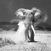 Elephant Wallpaper Hd
