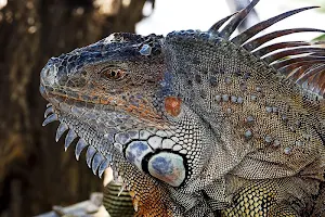 Lizard wallpapers Screenshot 0