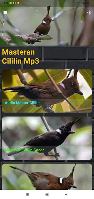 Cililin Masteran Juara Screenshot 0